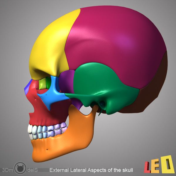 3d human skull separated bones anatomy - Human skull with separated bones by leo3Dmodels