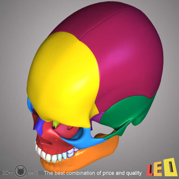 3d human skull separated bones anatomy - Human skull with separated bones by leo3Dmodels