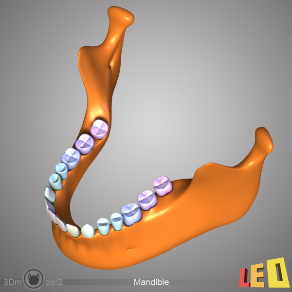 3d human skull separated bones anatomy - Human skull with separated bones by leo3Dmodels