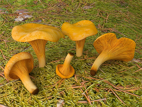 3d model mushrooms chanterelles - Chanterelle by zbignev