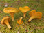 Chanterelle