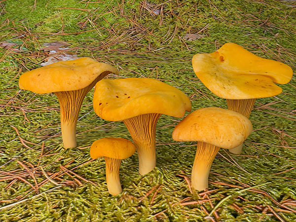 3d model mushrooms chanterelles - Chanterelle by zbignev