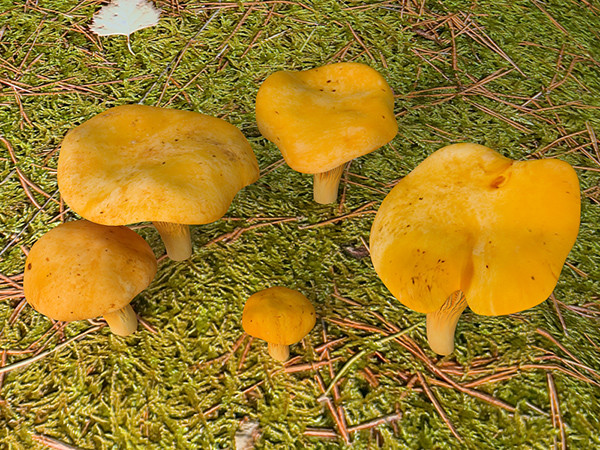 3d model mushrooms chanterelles - Chanterelle by zbignev