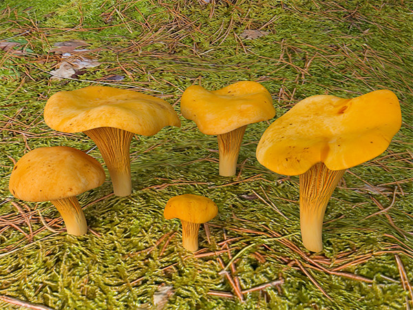 3d model mushrooms chanterelles - Chanterelle by zbignev