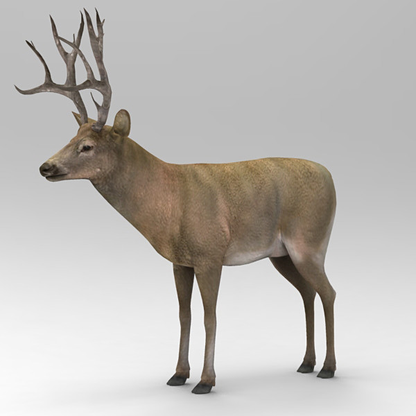 Elk 3D Models