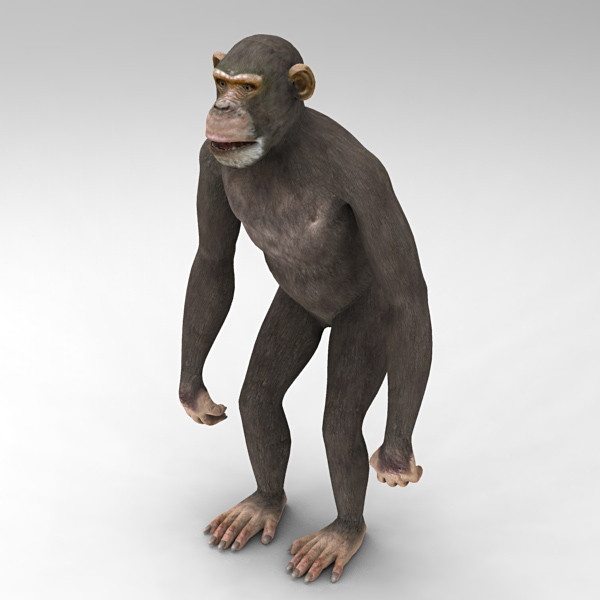 3d 3ds chimpanzee - Chimpanzee by 3d_Wanderer