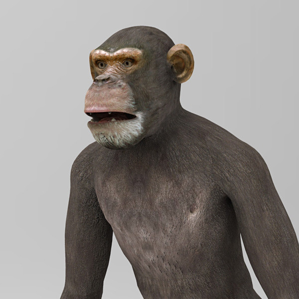 3d 3ds chimpanzee - Chimpanzee by 3d_Wanderer