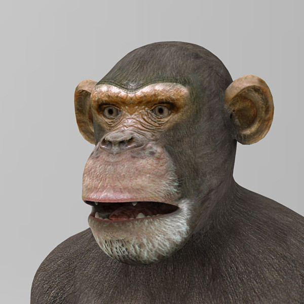 3d 3ds chimpanzee - Chimpanzee by 3d_Wanderer