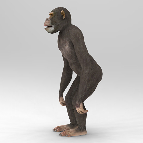 3d 3ds chimpanzee - Chimpanzee by 3d_Wanderer