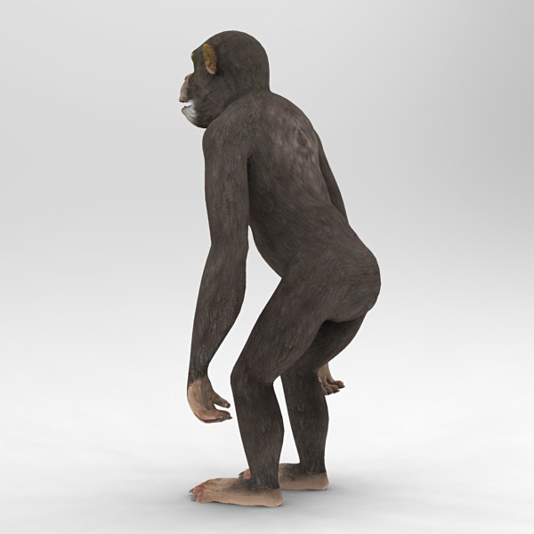 3d 3ds chimpanzee - Chimpanzee by 3d_Wanderer