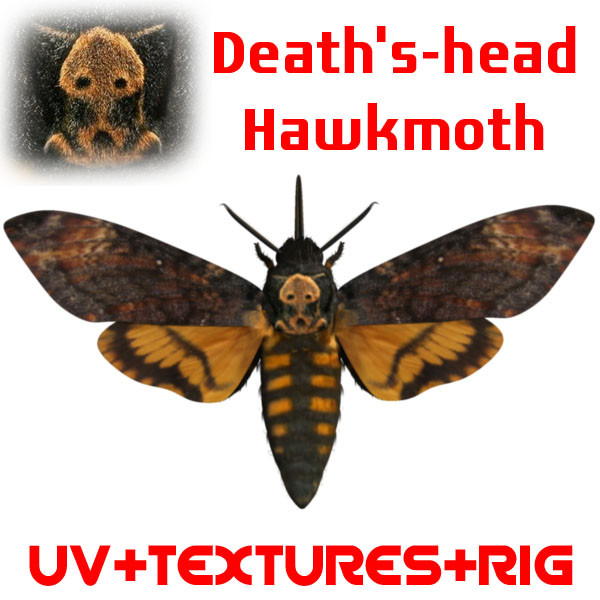 Acherontia atropos (Death