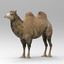 Camel 2