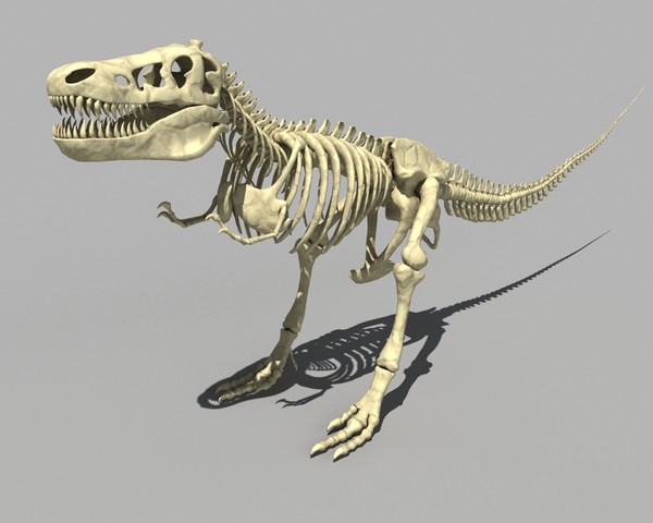 Dino T-Rex Skeleton 3D Models