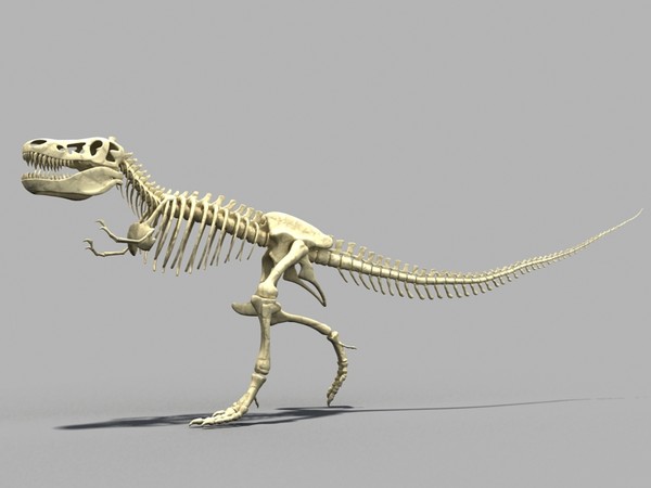 Dino T-Rex Skeleton