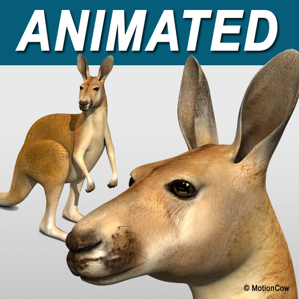Kangaroo 3D Models