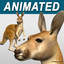 Kangaroo