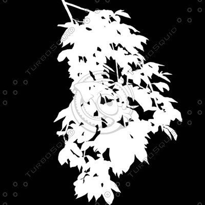 Branch_s_38.tga