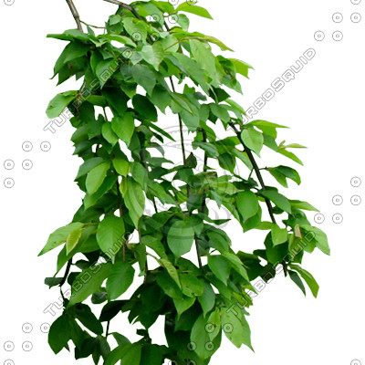 Branch_s_38.tga