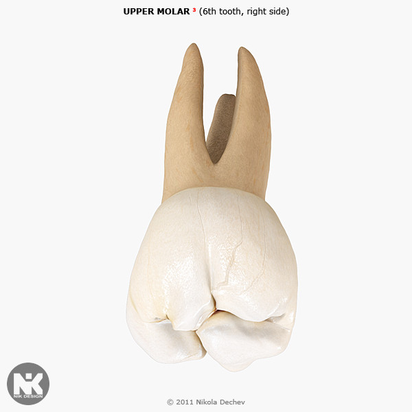 0 6th tooth 3d max - Molar Upper (6th tooth) v4.0 by Nikola Dechev