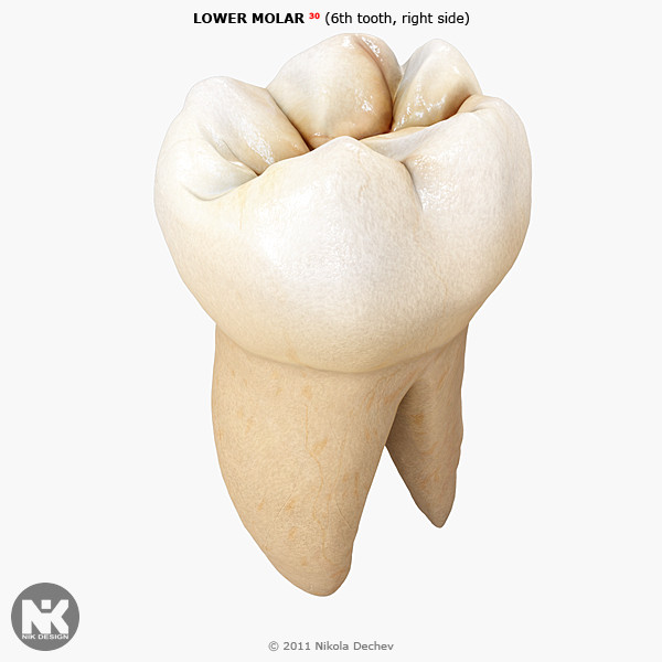 3d 0 6th tooth model - Molar Lower (6th tooth) v4.0 by Nikola Dechev