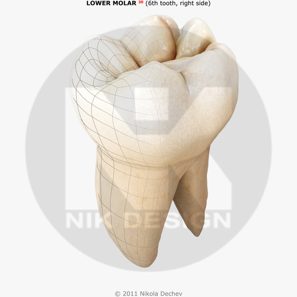 3d 0 6th tooth model - Molar Lower (6th tooth) v4.0 by Nikola Dechev