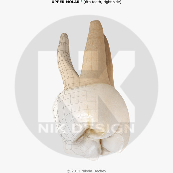 0 6th tooth 3d max - Molar Upper (6th tooth) v4.0 by Nikola Dechev