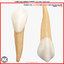 Right Permanent Canines v4.0