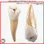 2nd Right Permanent Premolars v4.0