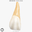 Incisor Upper Central (1st tooth) v4.0