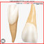 Right Permanent Central Incisors v4.0