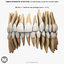 Adult Human Permanent Dentition v4.0