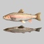 Fish Rainbow Trout