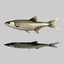 Fish Bleak