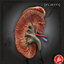 Kidney Anatomy - Realistic