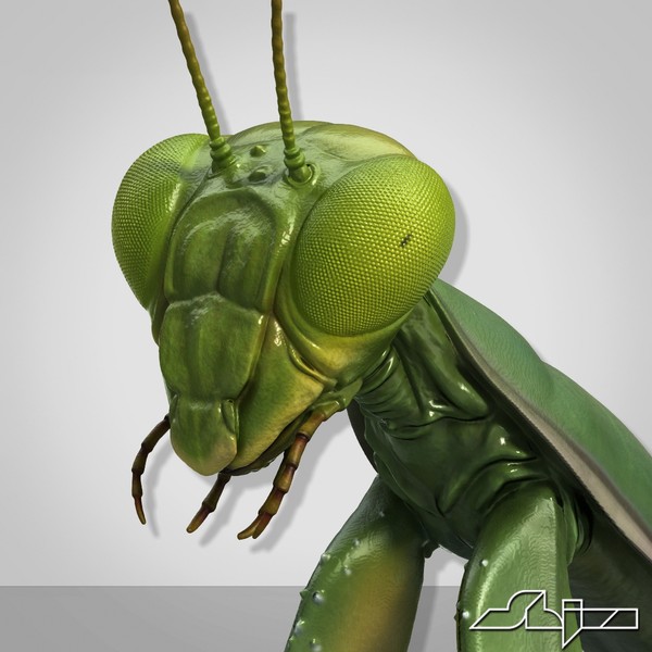 Mantis religiosa 3D Models