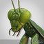 Mantis religiosa