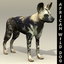 African Wild Dog