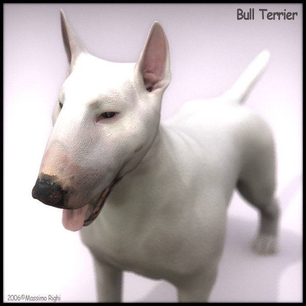 3d model bull terrier - Bull Terrier by Massimo Righi