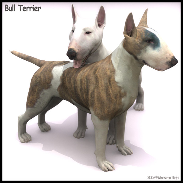3d model bull terrier - Bull Terrier by Massimo Righi