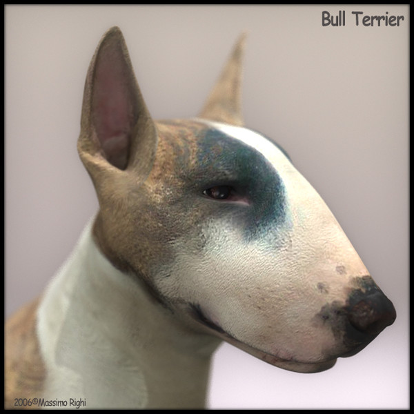 3d model bull terrier - Bull Terrier by Massimo Righi