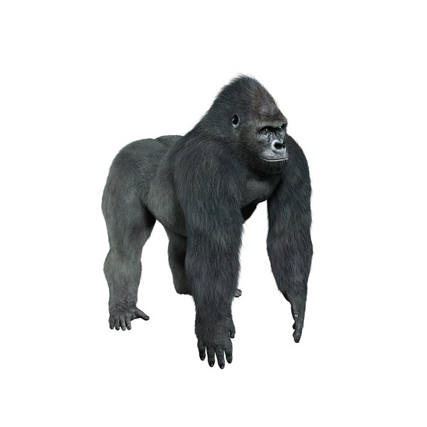 3d obj gorilla silverback - Gorilla (FUR) by Massimo Righi