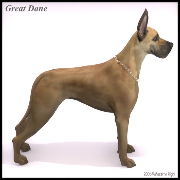 3d great dane model - Great Dane by Massimo Righi