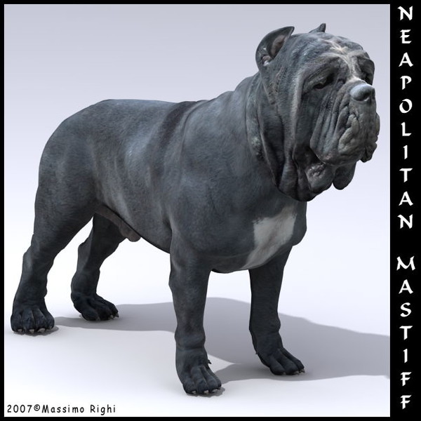 neapolitan mastiff 3d model - Neapolitan Mastiff by Massimo Righi