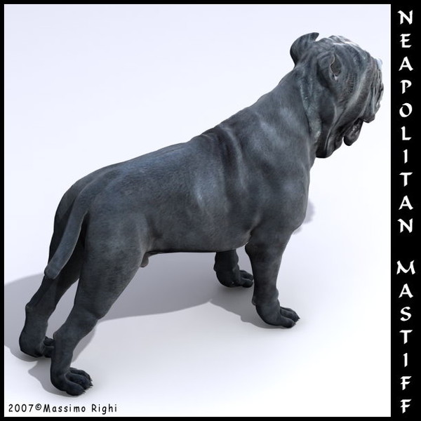 neapolitan mastiff 3d model - Neapolitan Mastiff by Massimo Righi
