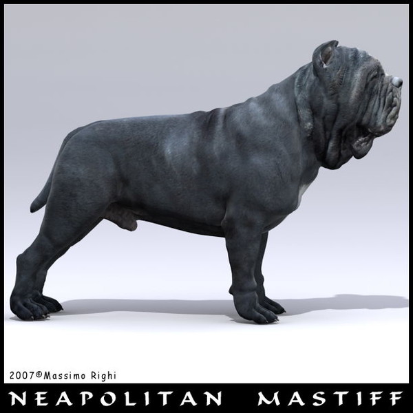 neapolitan mastiff 3d model - Neapolitan Mastiff by Massimo Righi