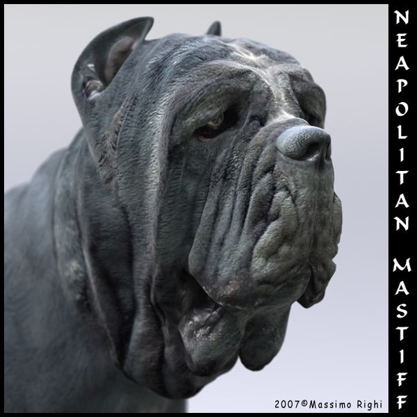 neapolitan mastiff 3d model - Neapolitan Mastiff by Massimo Righi