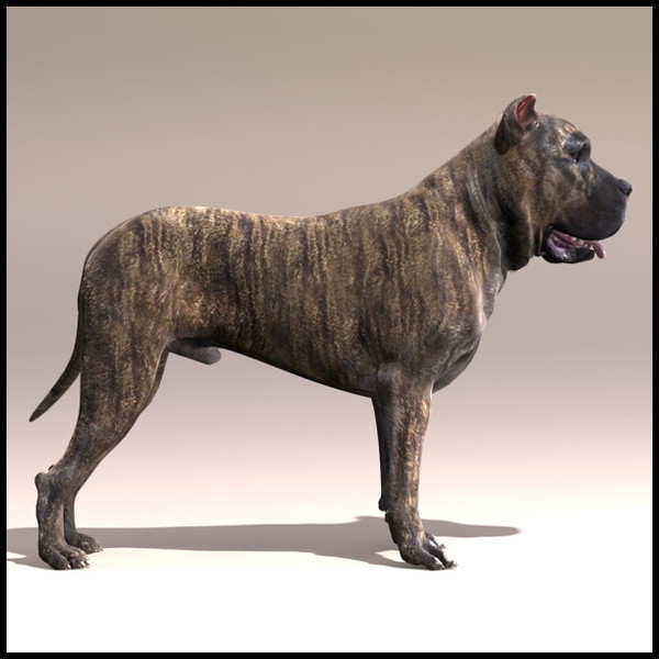 perro presa canario dog 3d x - Perro de Presa Canario by Massimo Righi