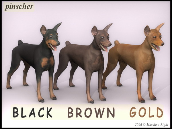 pinscher dog 3d model - Pinscher by Massimo Righi