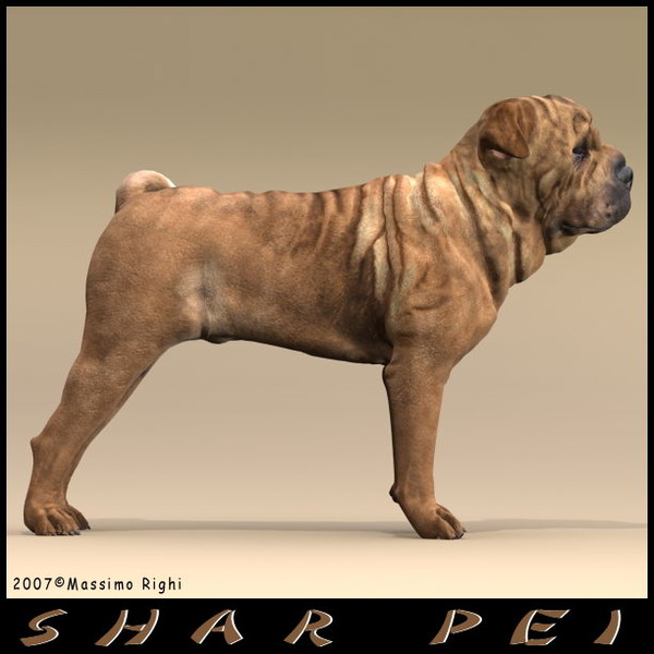 3d model shar pei - Shar Pei by Massimo Righi