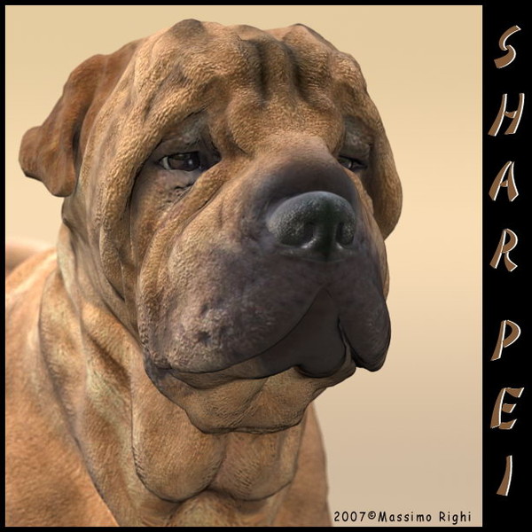 3d model shar pei - Shar Pei by Massimo Righi